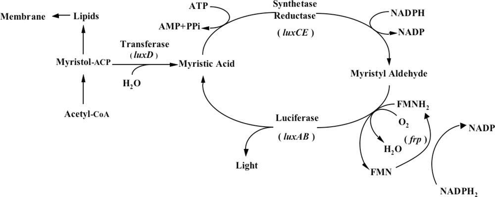 Sensors 12 00732f1 1024