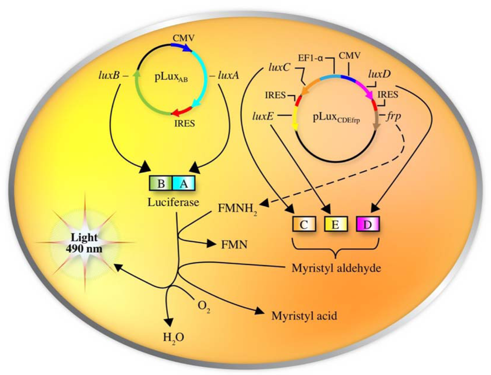 Sensors 12 00732f7 1024