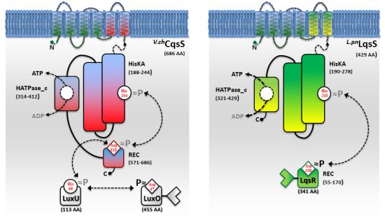 Sensors | Free Full-Text | α-Hydroxyketone Synthesis and Sensing by