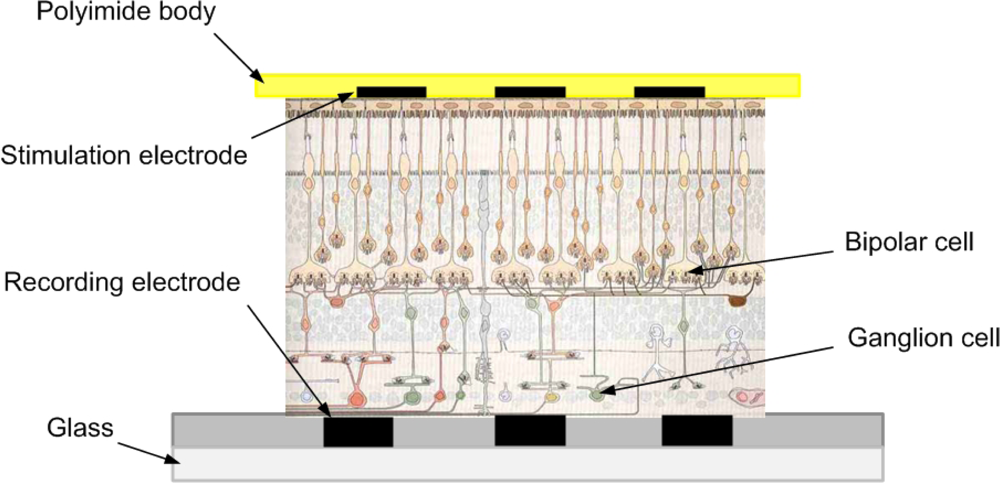 Sensors 12 03131f1 1024