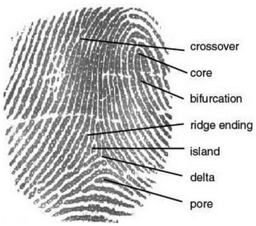 Sensors | Free Full-Text | Fingerprint Identification Using SIFT-Based