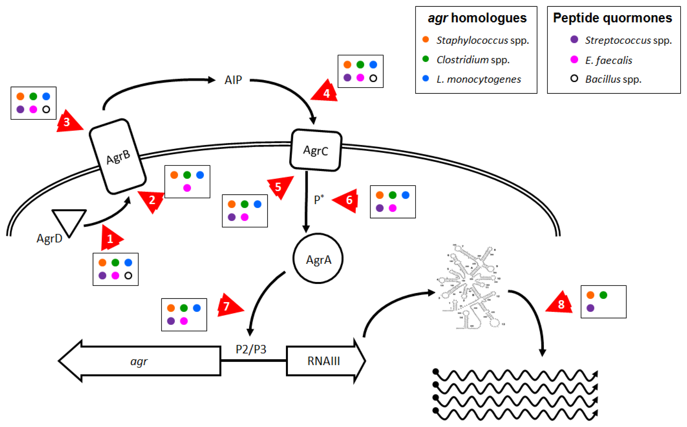Frontiers  Cross-Talk between Staphylococcus aureus and Other  Staphylococcal Species via the agr Quorum Sensing System