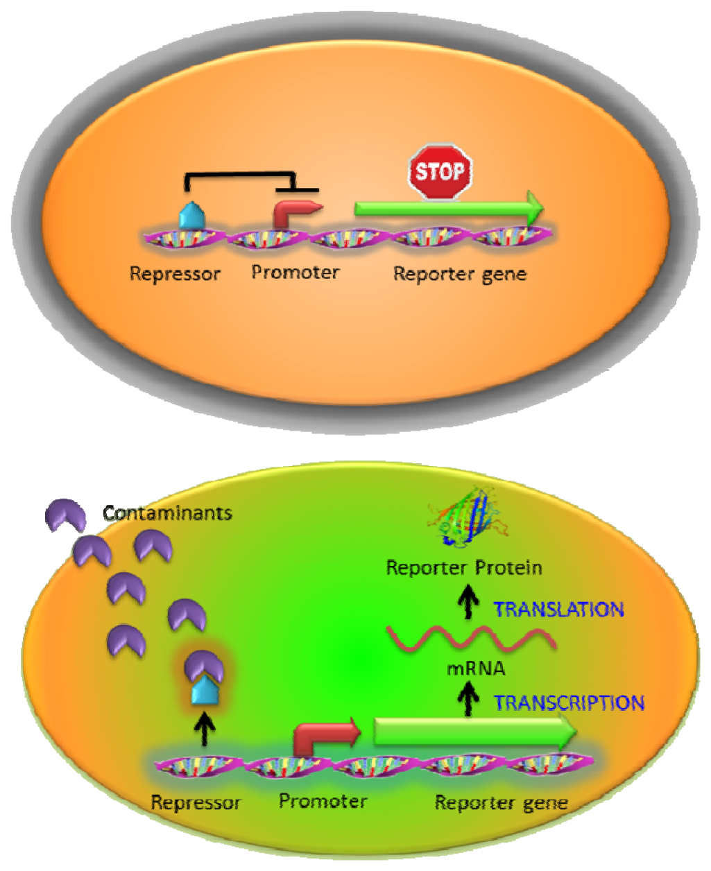 Sensors 13 05777f2 1024