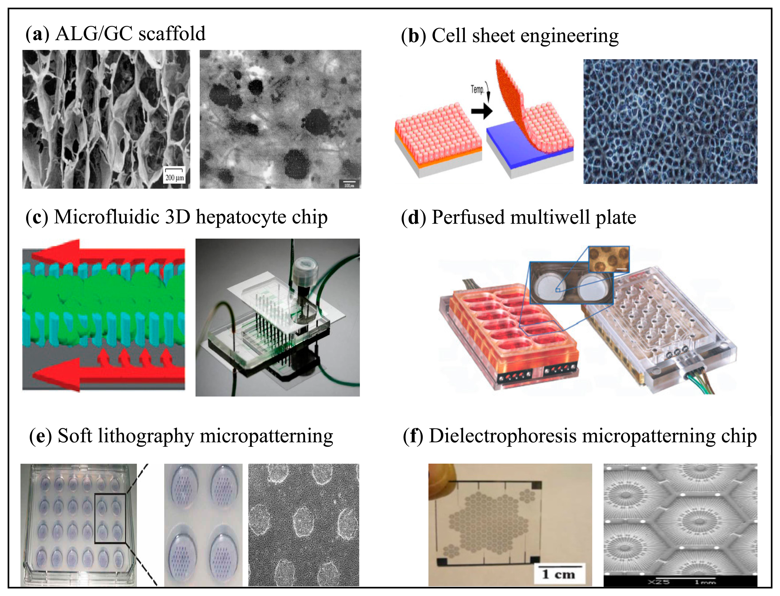hepatocyte tissue engineering scaffold electrospinning hepatocyte tissue engineering scaffold electrospinning