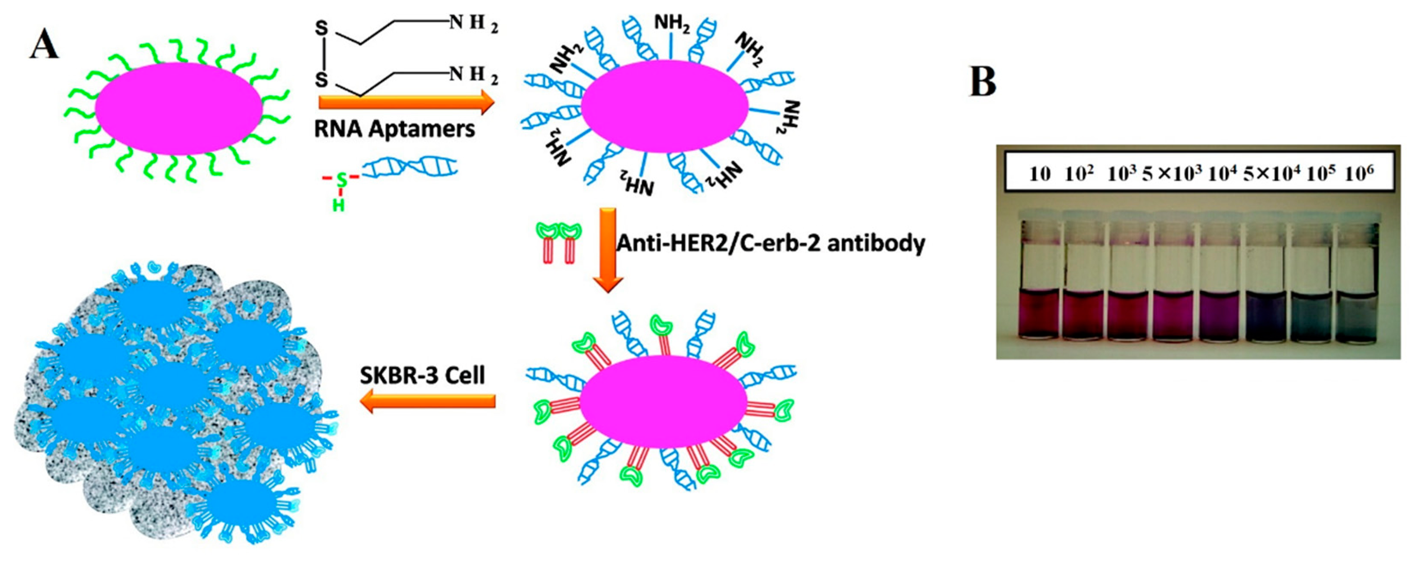 Detection and Characterization of Cancer Cells and