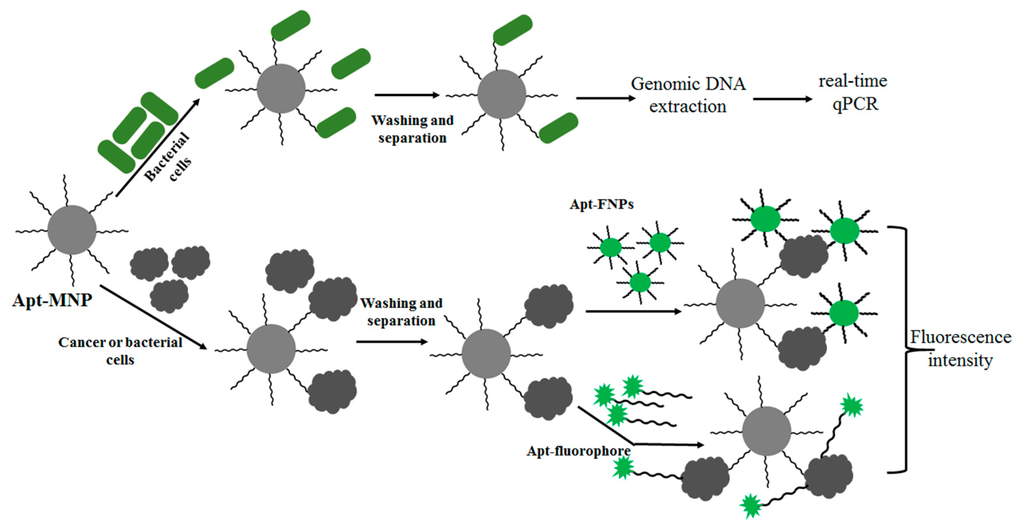 「NJR」 Recent Advances in the Applications of Carbon Nanostructures