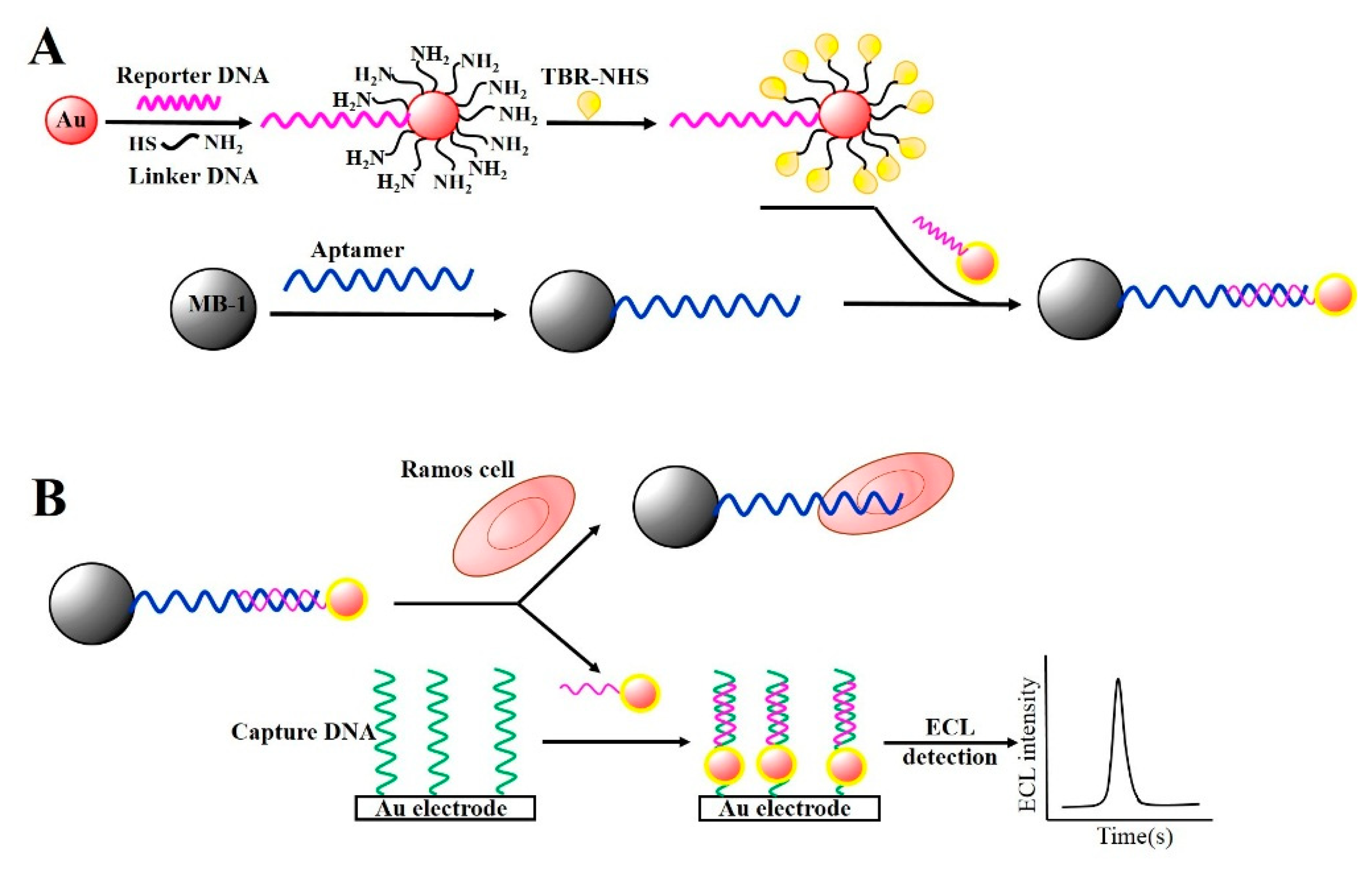 Detection and Characterization of Cancer Cells and