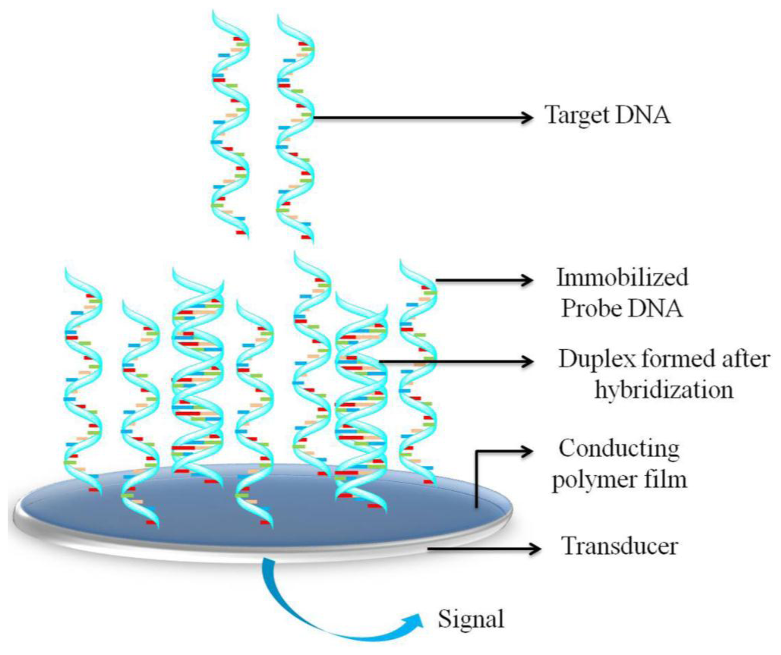 Sensors Free FullText Electrochemical DNA Hybridization Sensors
