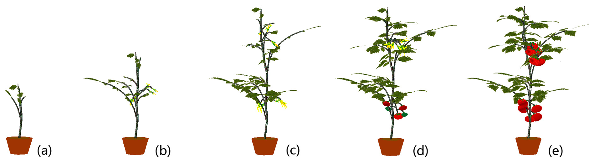 Tomato Plant Growth Chart