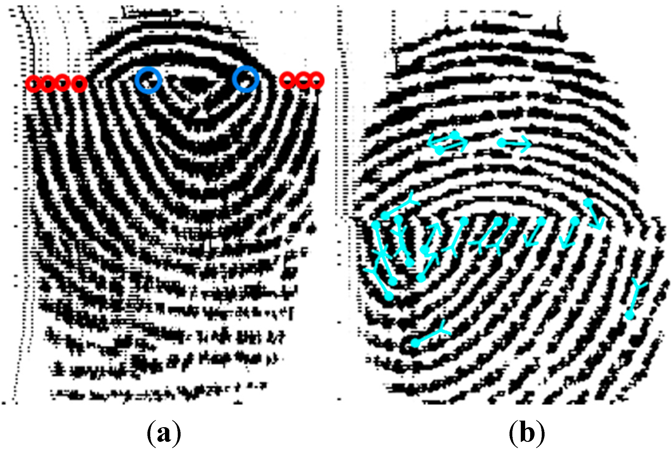 Bifurcation fingerprint mokasinax