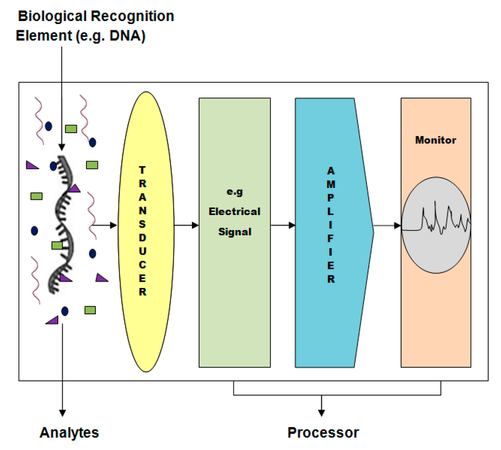 Sensors Free FullText DNABased Nanobiosensors as an Emerging