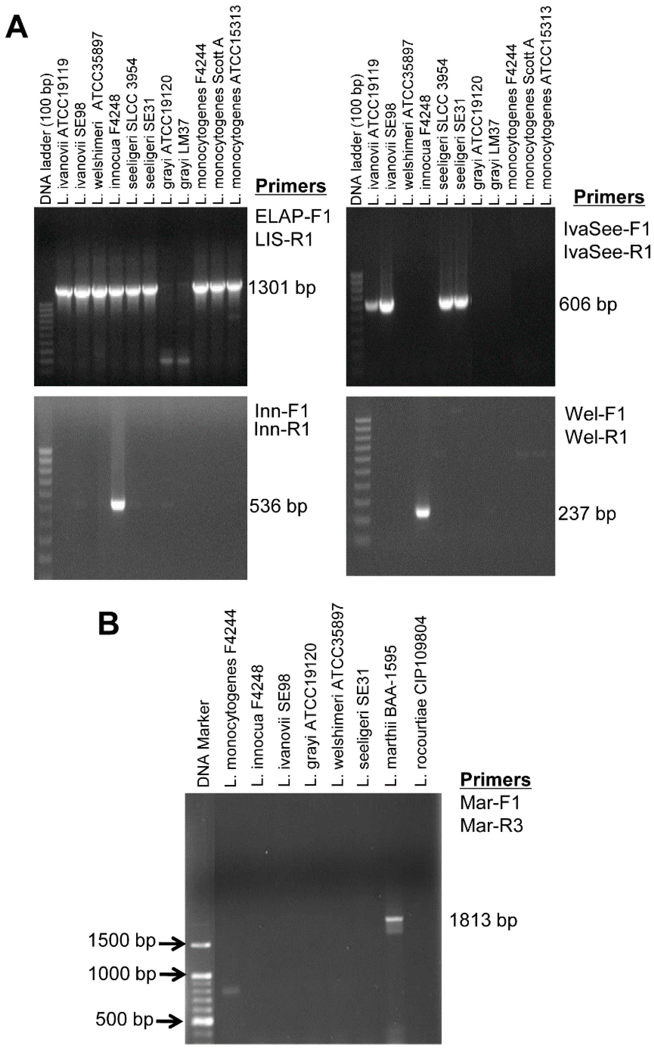 listeria species