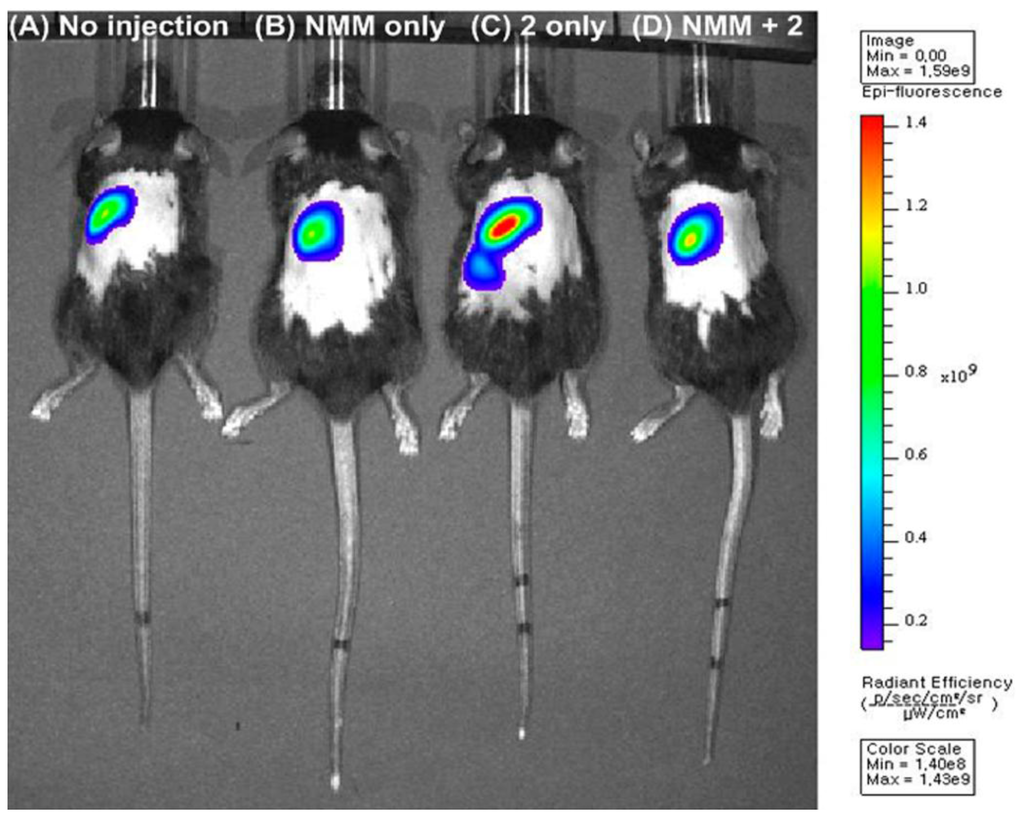 Sensors Special Issue Fluorescent Probes for Intracellular Imaging