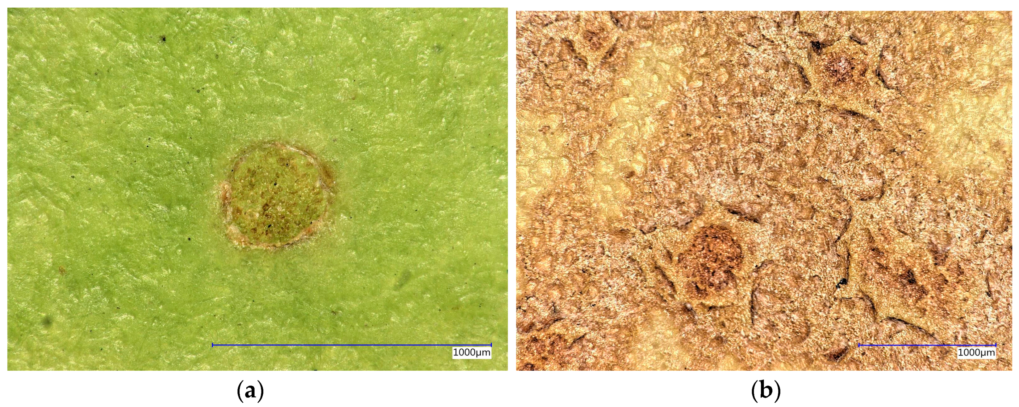 Sensors 16 00452 g003 1024