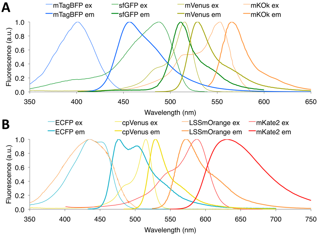 Sensors Free FullText A Guide to Fluorescent Protein FRET Pairs