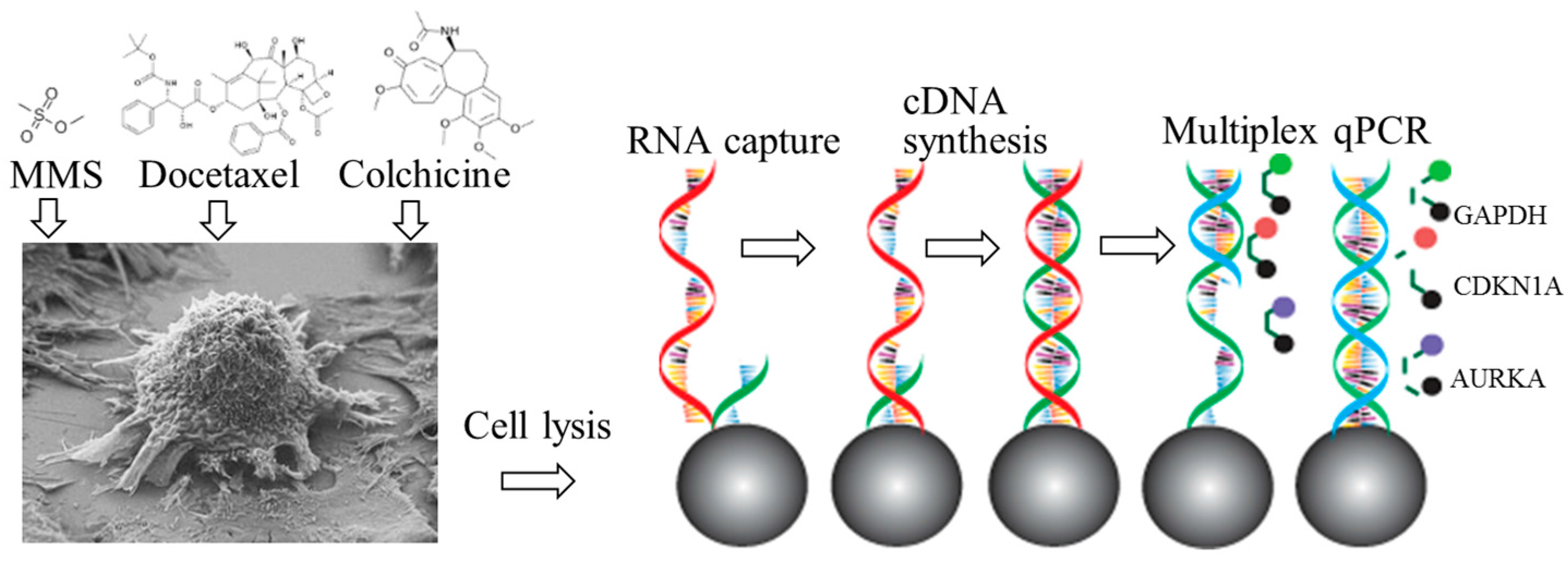 sensors free full text a microchip for integrated single cell gene expression profiling