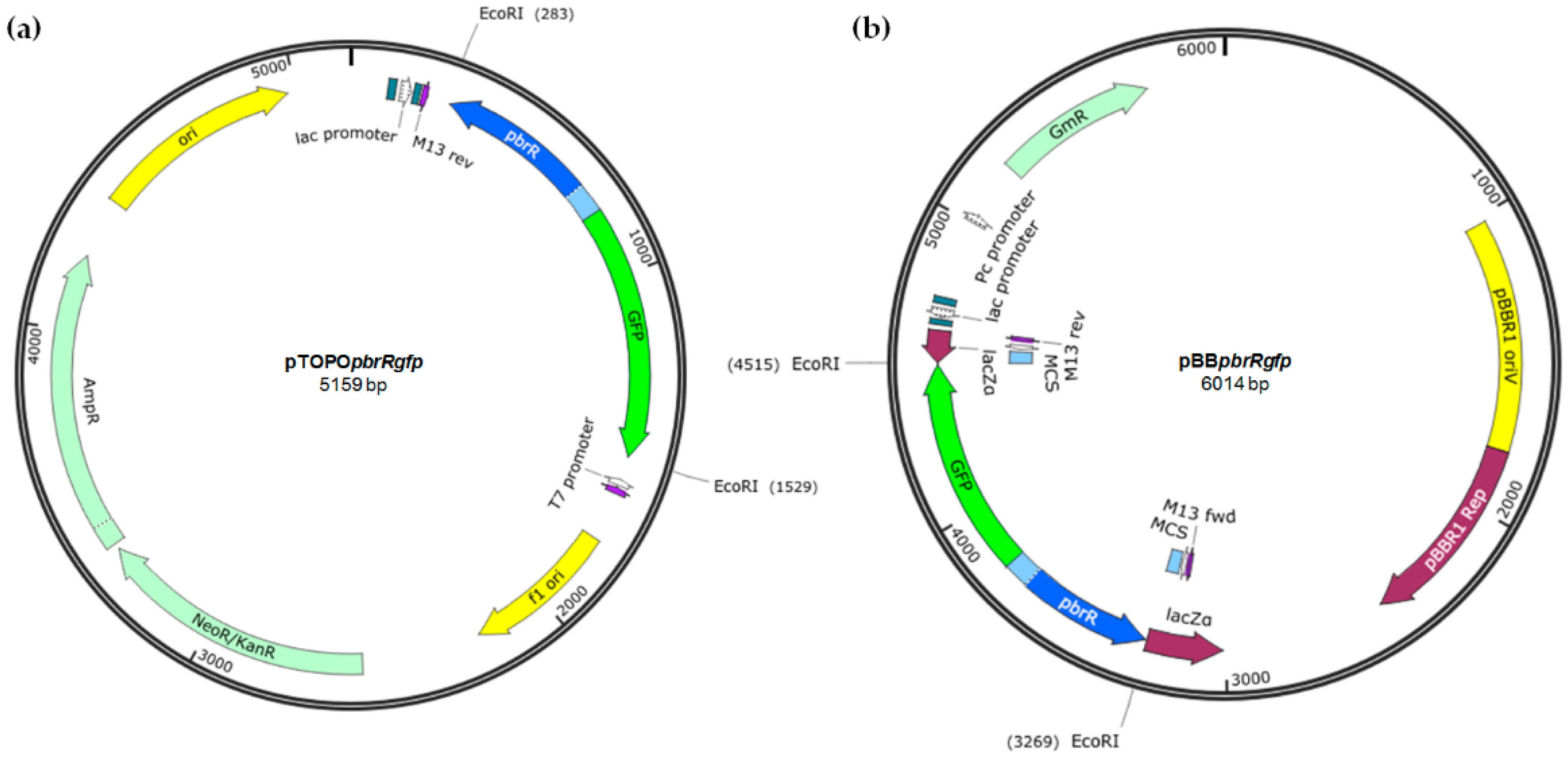 Sensors 16 02174 g001 550