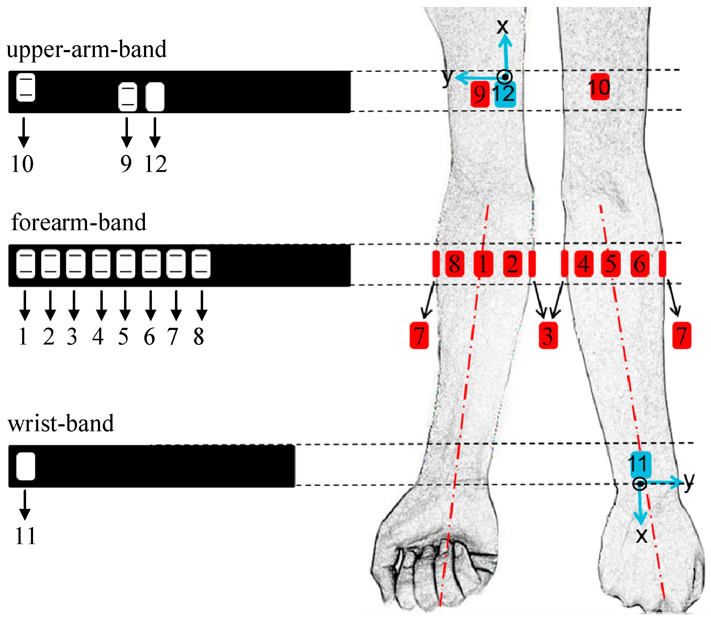 Electromyographic evaluation of upper limb muscles involved in armwrestling  sport simulation during dynamic and static conditions - ScienceDirect