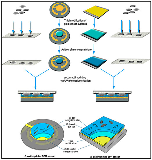 SYHO！ Molecular Imprinting of Macromolecules for Sensor Applications