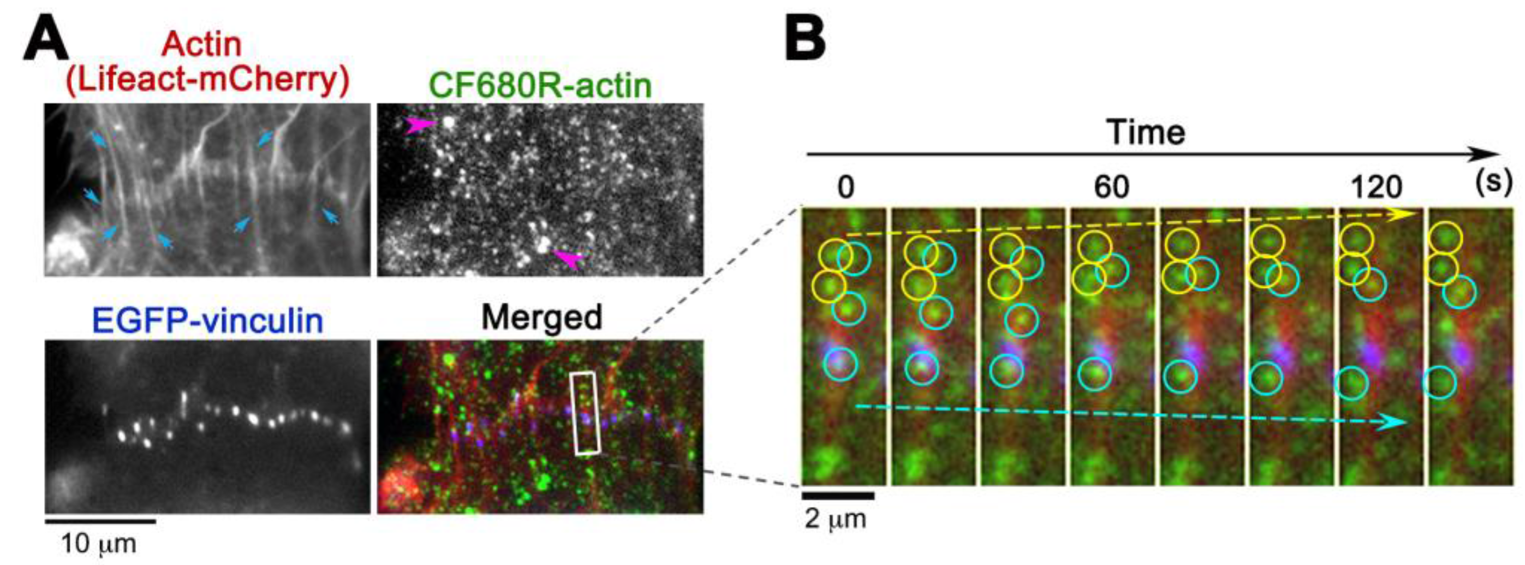 Sensors 17 01545 g004