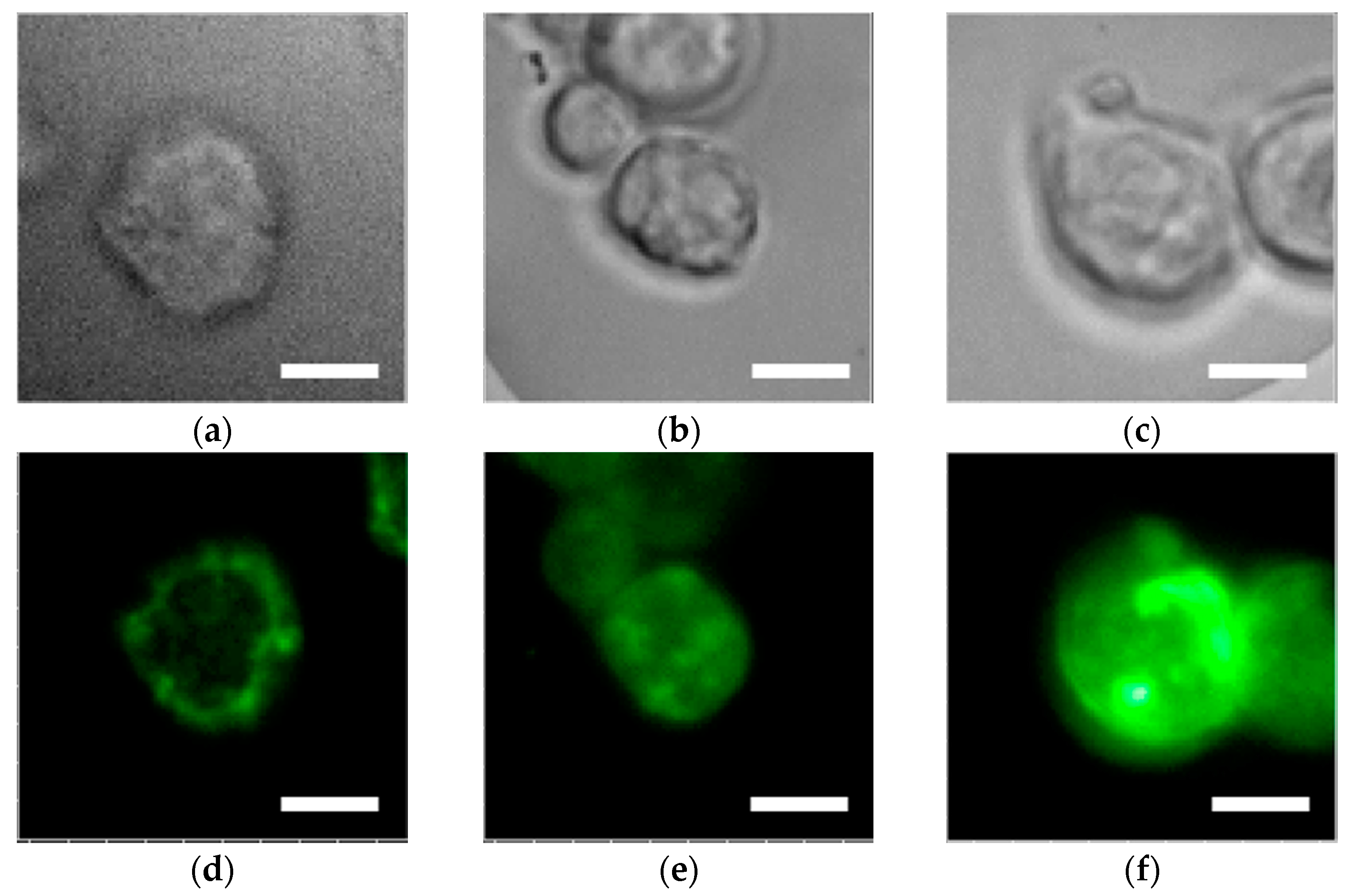 Sensors 17 02942 g002