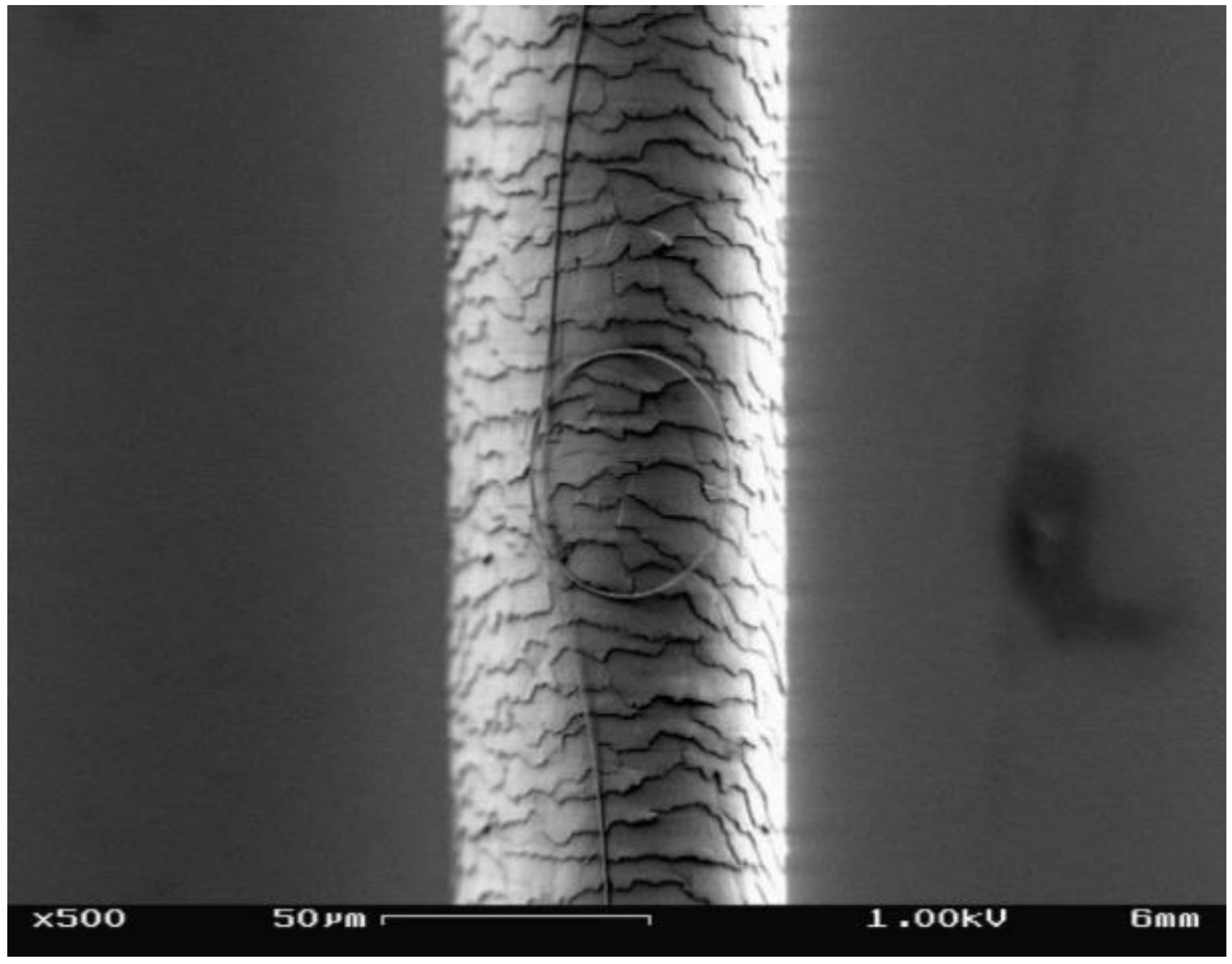 a human hair is about 60 μm in diameter