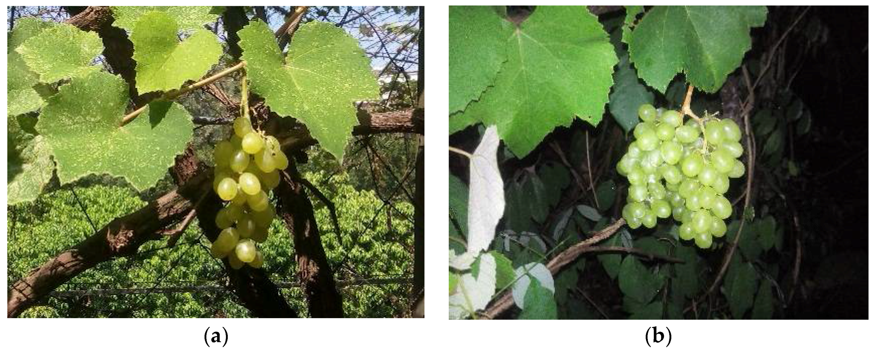 Sensors 18 00969 g002