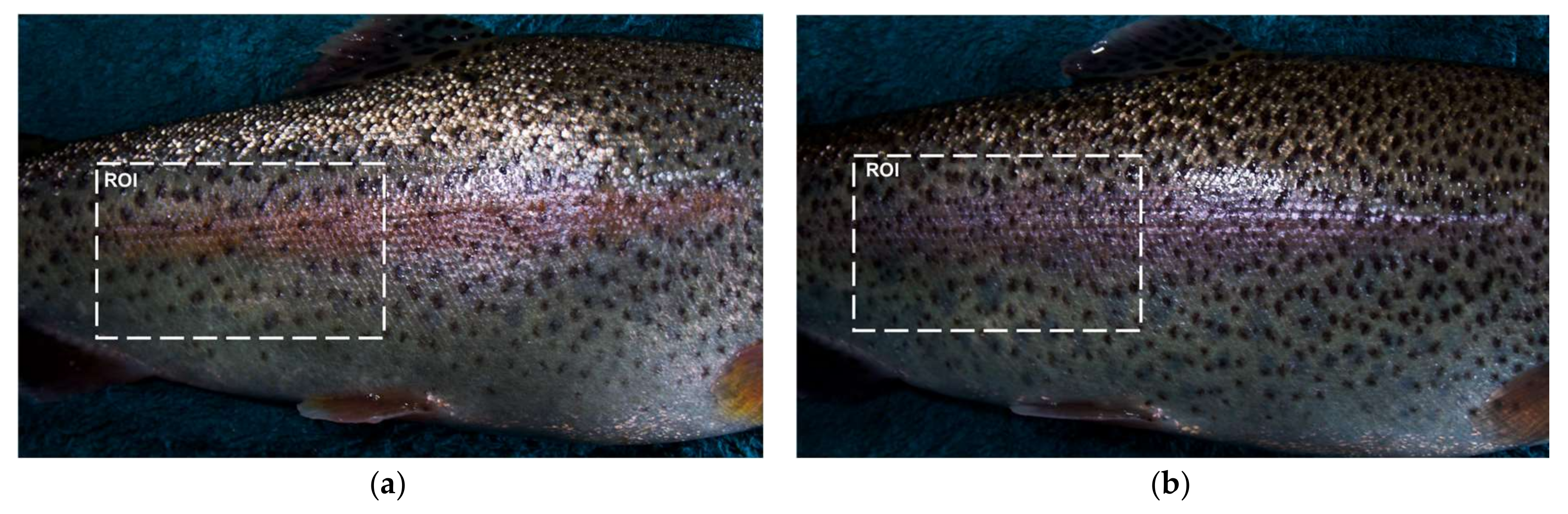 Sensors Free Full Text Comparative Performance Analysis Of Support Vector Machine Random Forest Logistic Regression And K Nearest Neighbours In Rainbow Trout Oncorhynchus Mykiss Classification Using Image Based Features Html