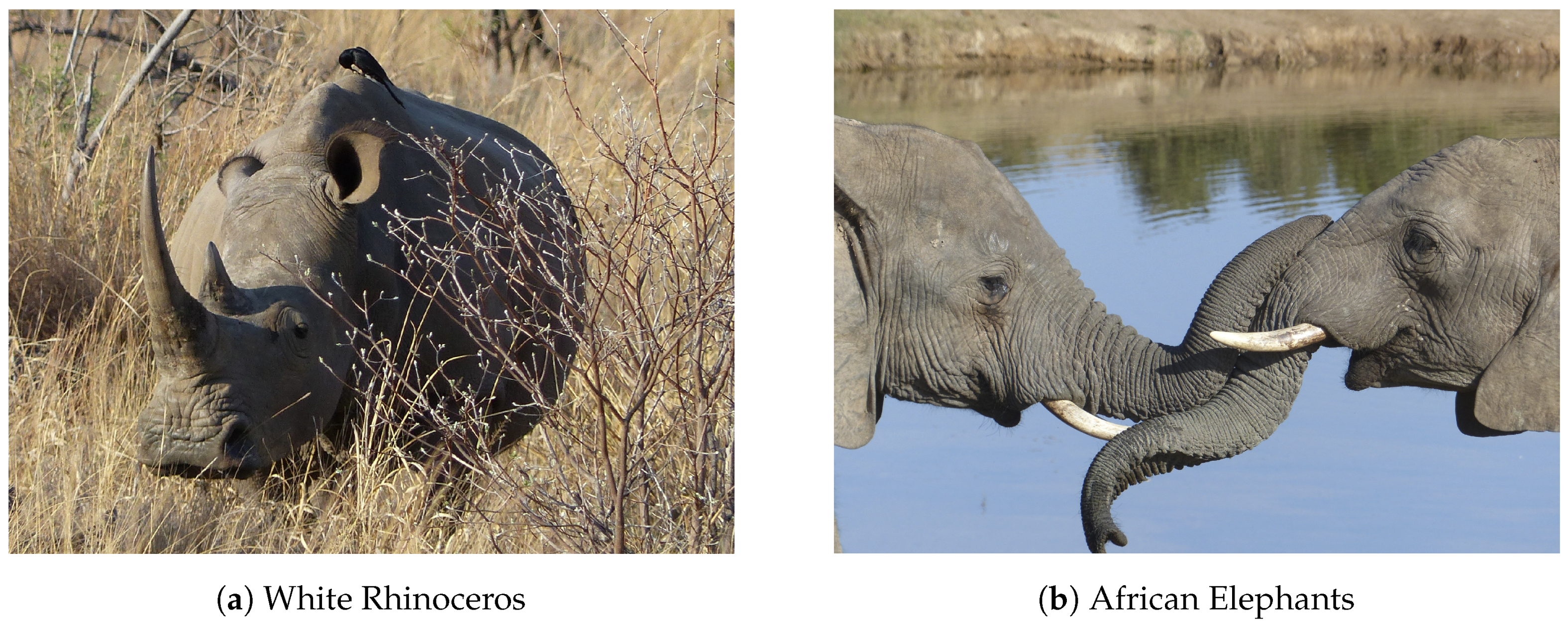 S. Korea Implements Ban on Snares for Trapping Wild Animals