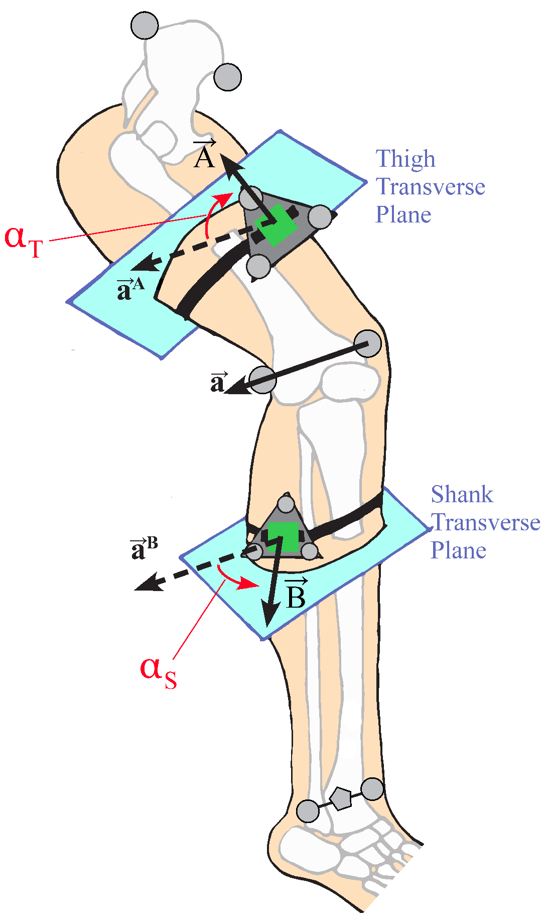 Sensors Free FullText An AutoCalibrating Knee FlexionExtension Axis Estimator Using