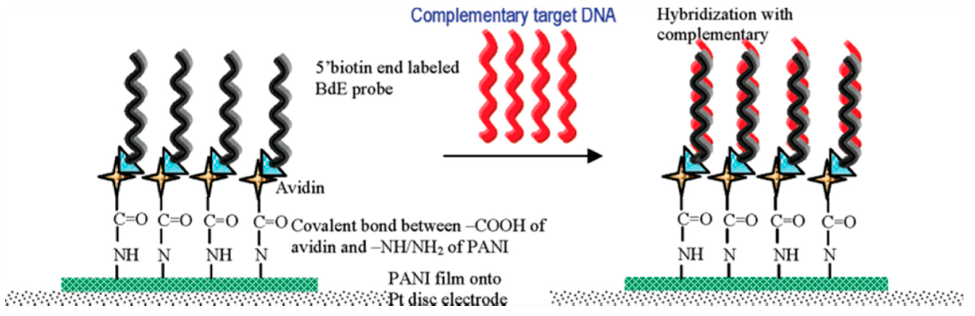 Sensors Free Full Text Application Of Aptamer Based Biosensor For Rapid Detection Of Pathogenic Escherichia Coli Html