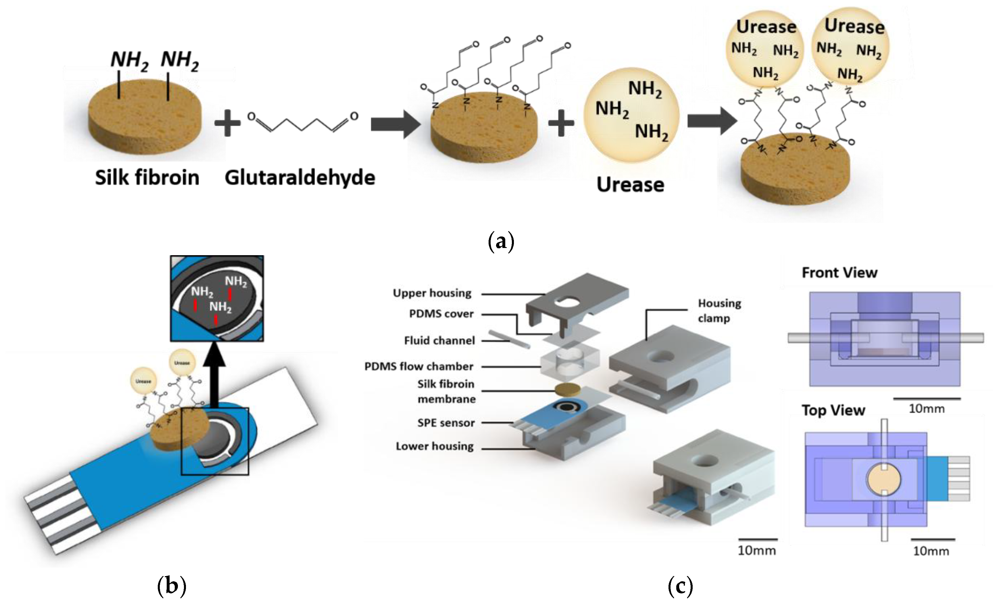 Sensors Free FullText Fabrication of a Urea Biosensor for Real