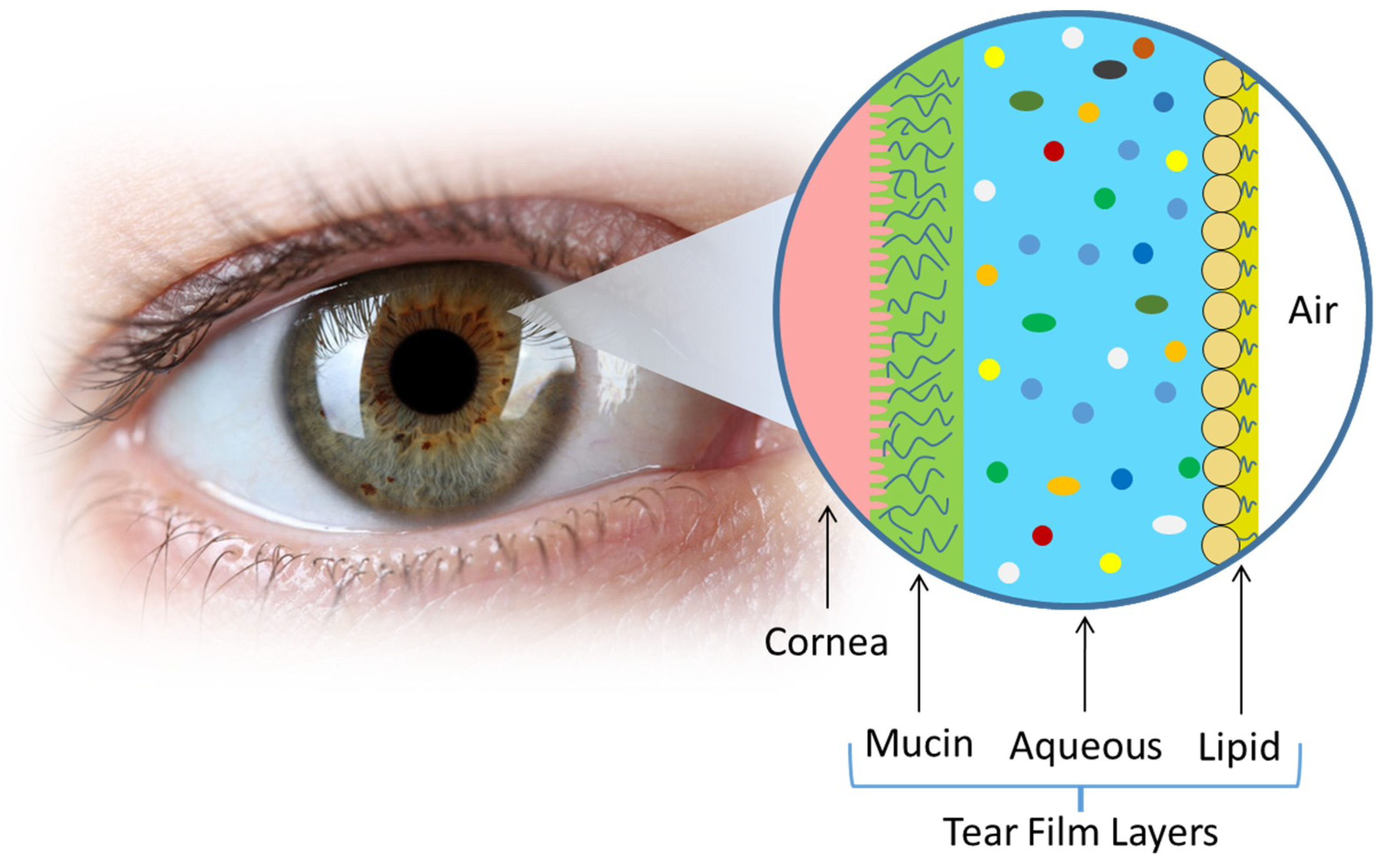 sensors free full text contact lens biosensors tear in contact