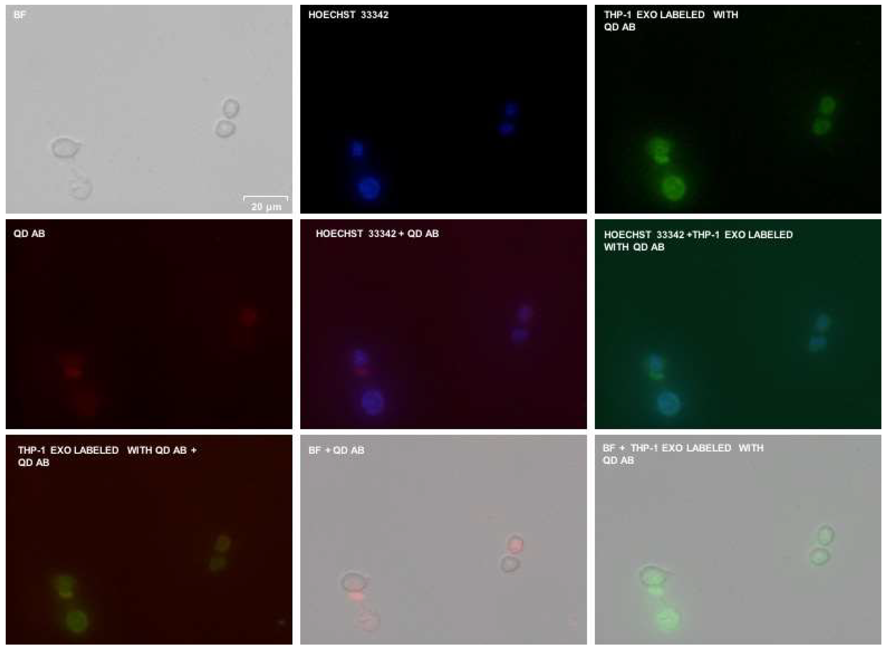 Sensors 18 03308 g006 Sensors 18 03308 g006