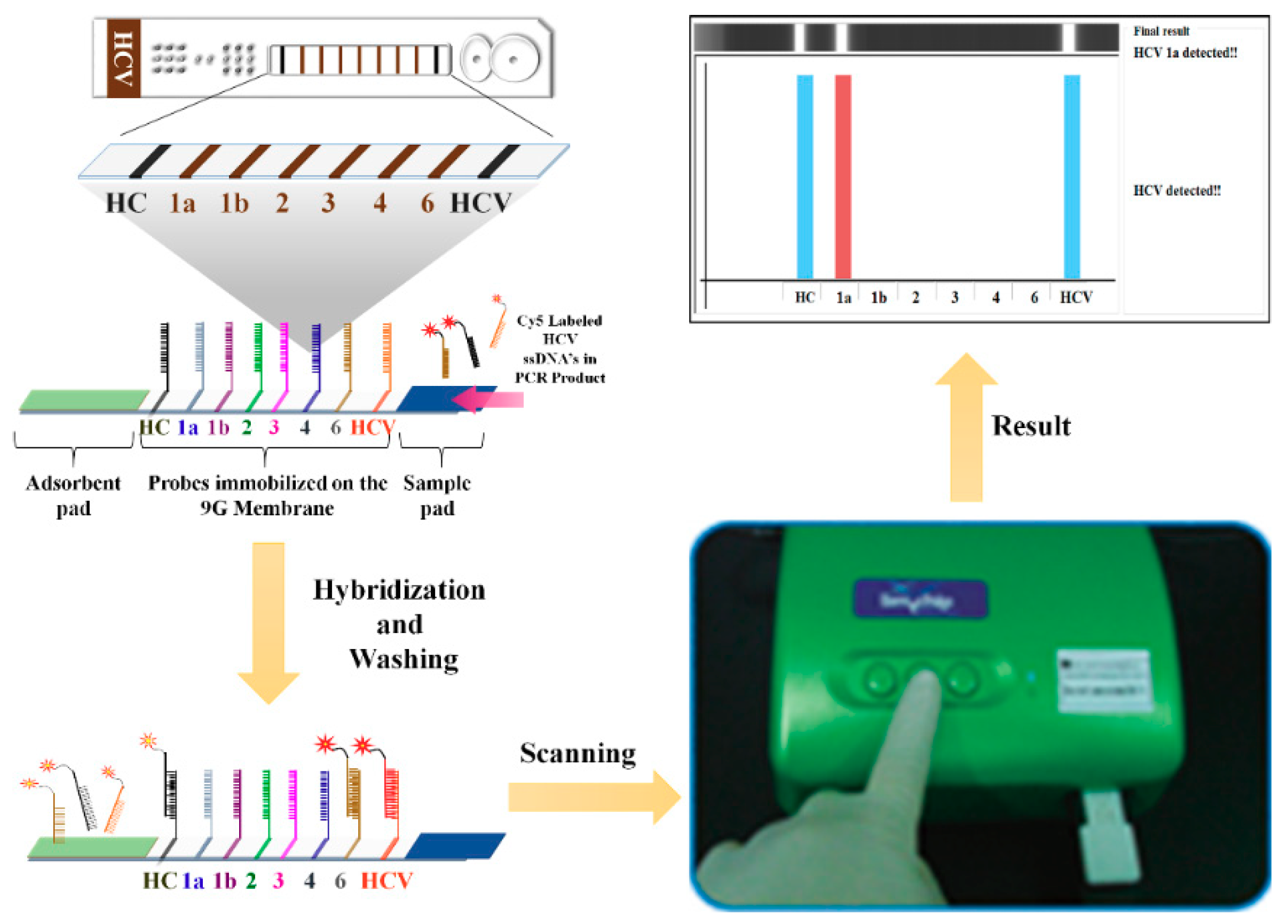 Sensors Free Full Text Hcv Detection Discrimination And