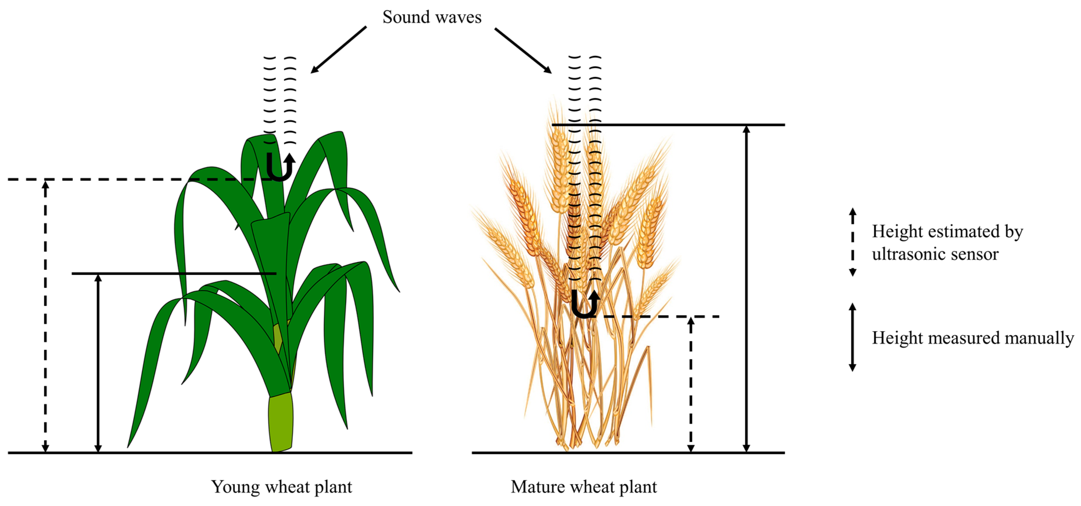 Sensors Free FullText Wheat Height Estimation Using LiDAR in