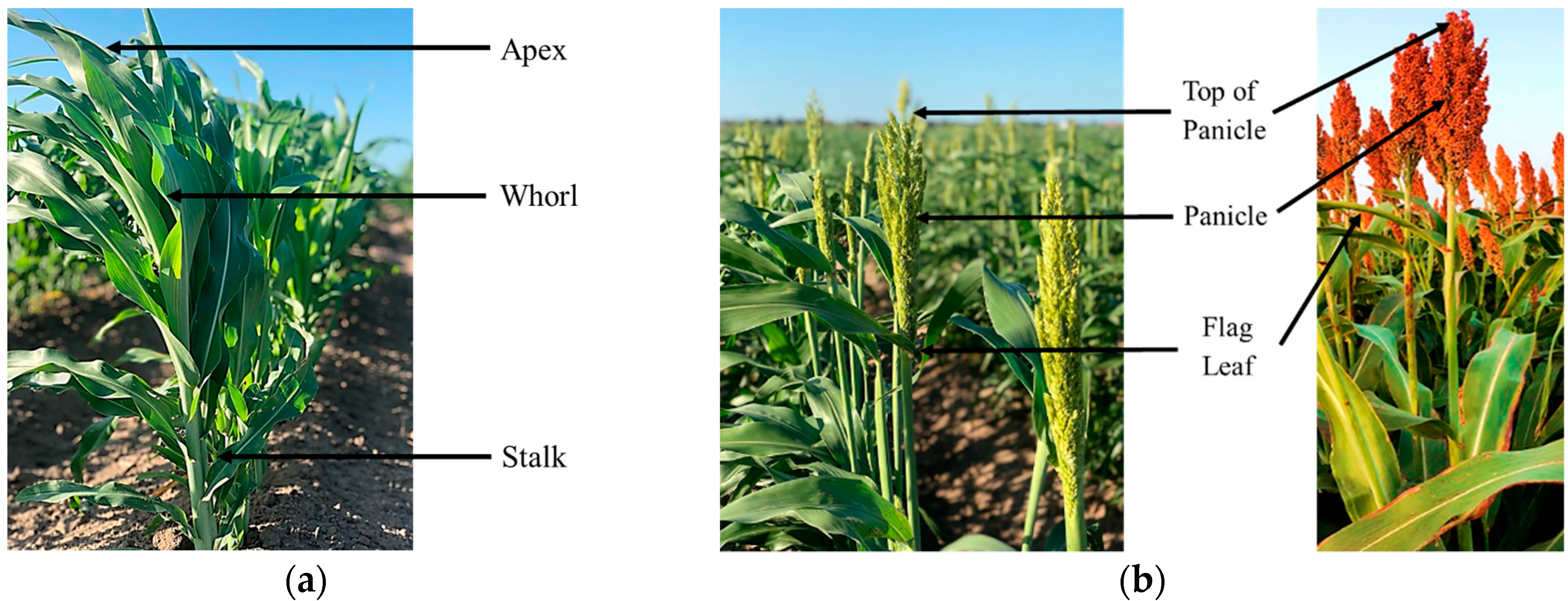 Sensors 18 04092 g002 Sensors 18 04092 g002