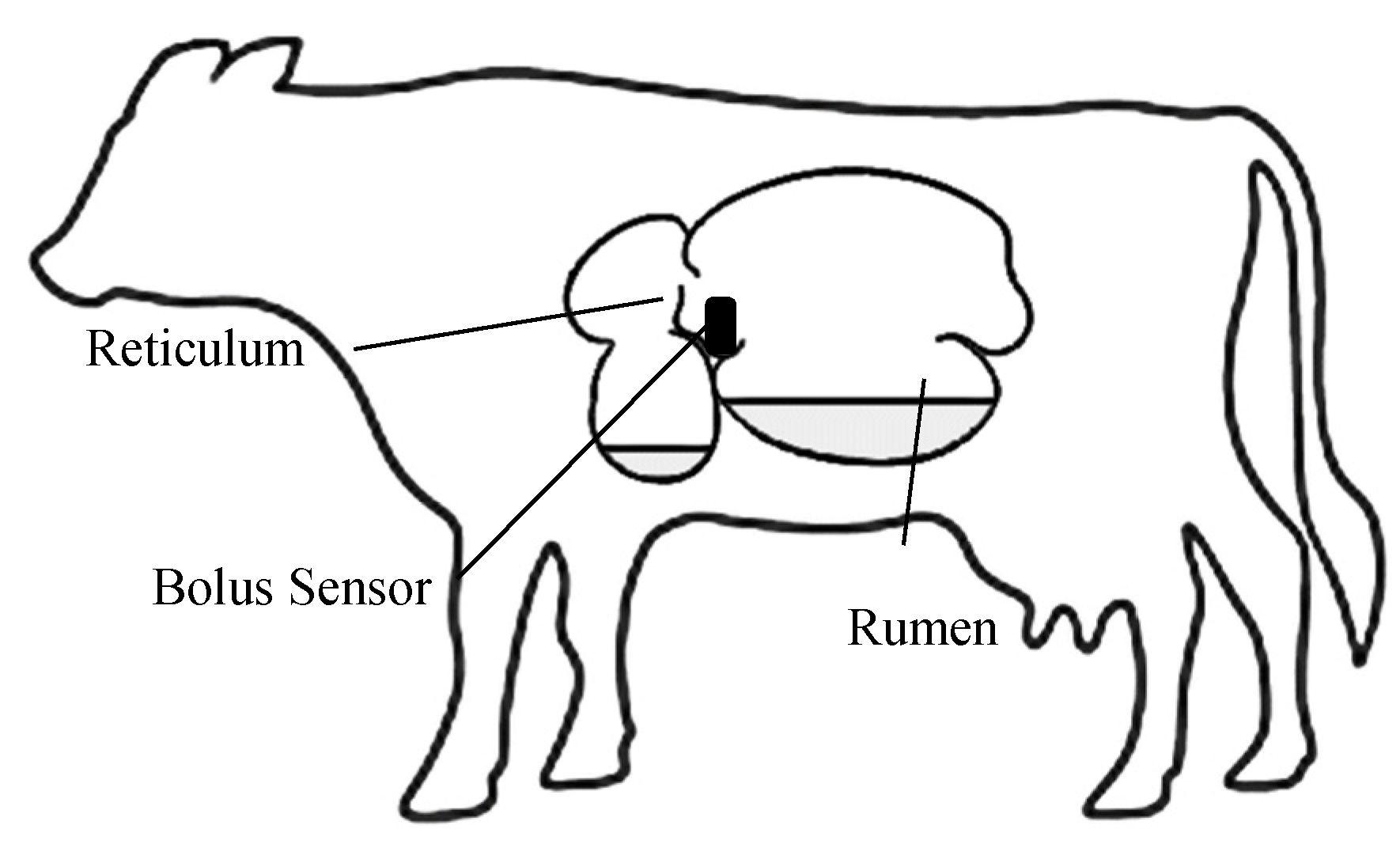 Sensors Free FullText Identification of the Rumination in Cattle