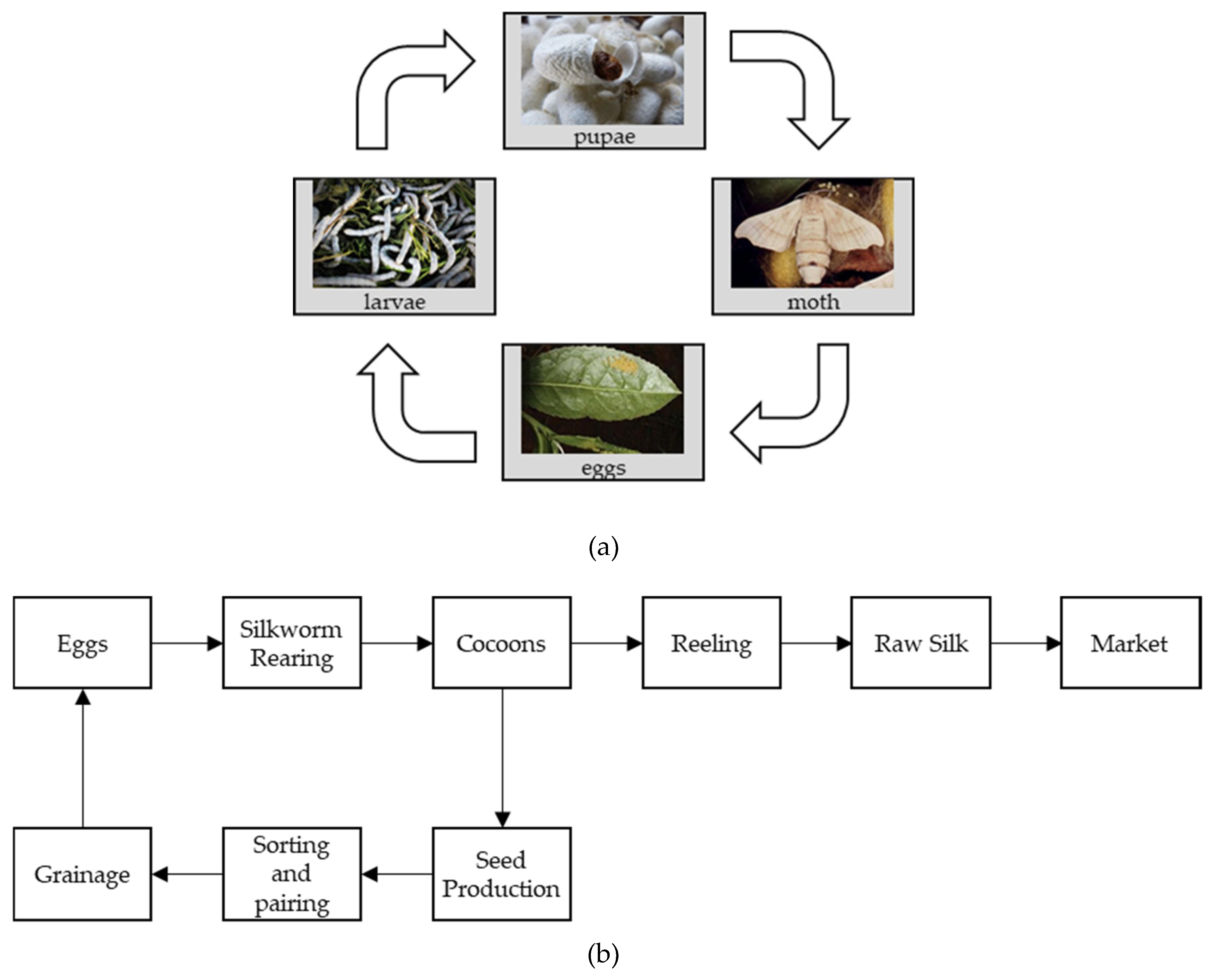 Cocoon Identification Chart