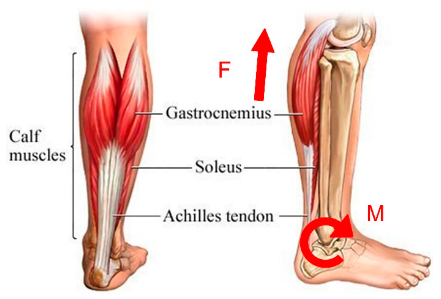 Почему забиваются ноги. Мышцы голени камбаловидная мышца. Икроножная мышца голени. Ахиллово сухожилие анатомия. Разрыв камбаловидной мышцы симптомы.
