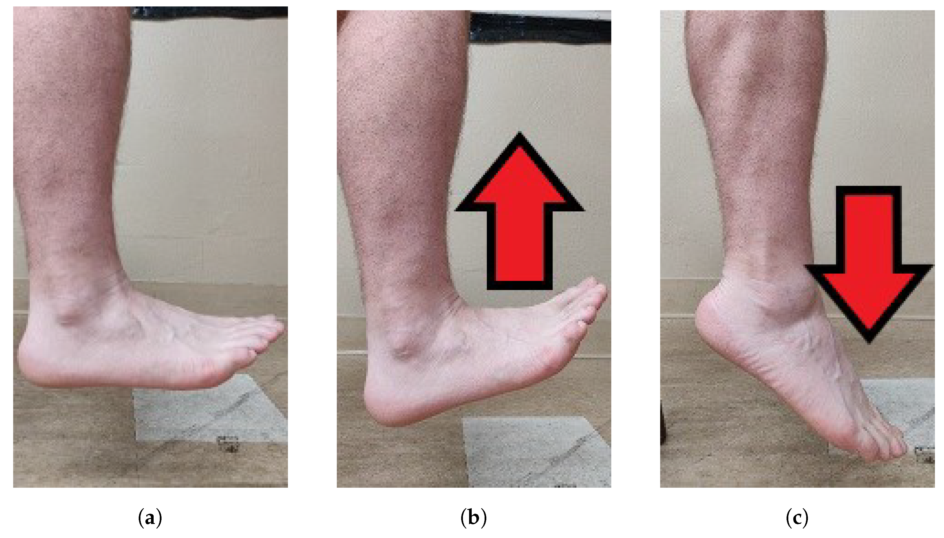 Dorsiflextion & plantar flexion : special movement. Dorsiflexion