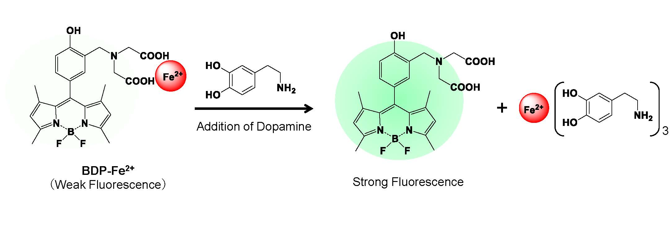Sensors Free FullText Development of Fluorescent Reagent Based on