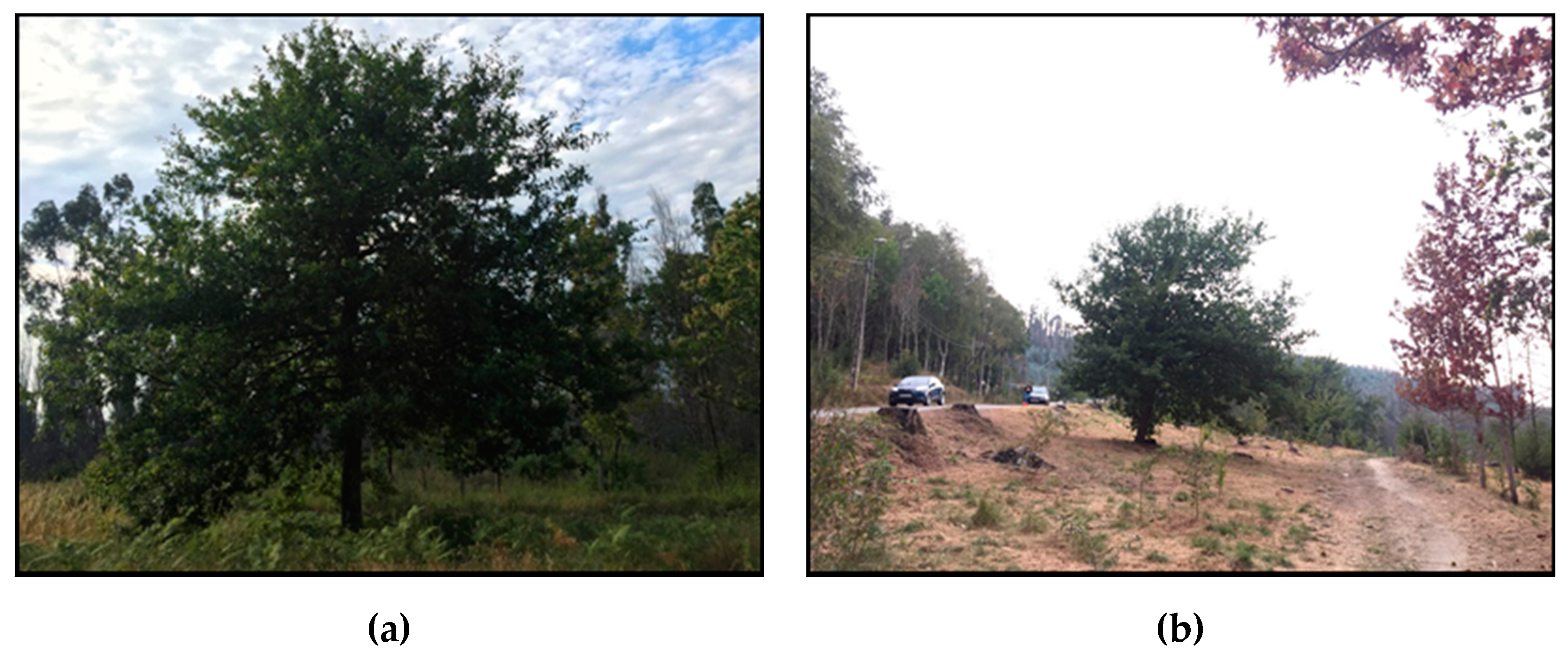 Sensors 19 04606 g005