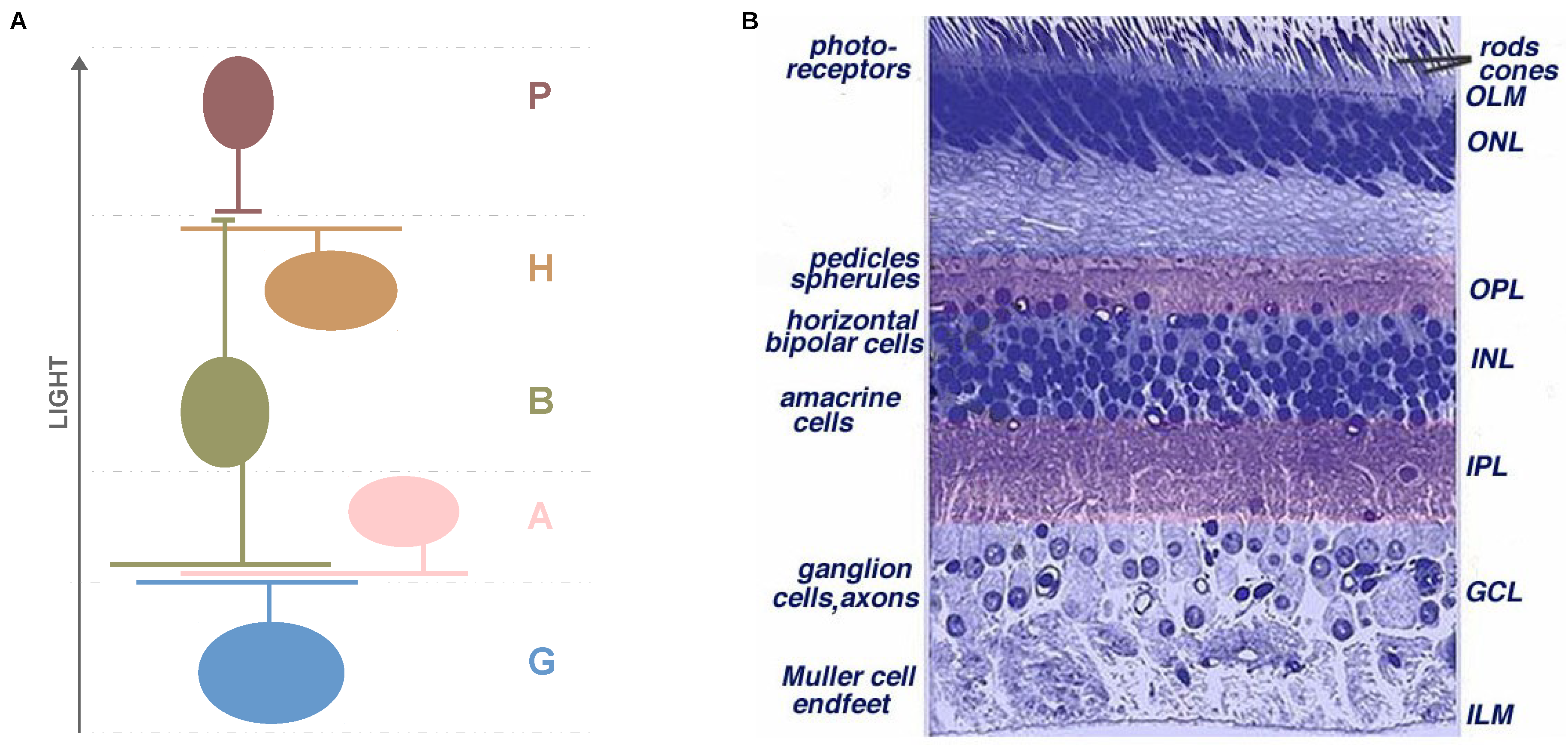 Sensors 19 04834 g001