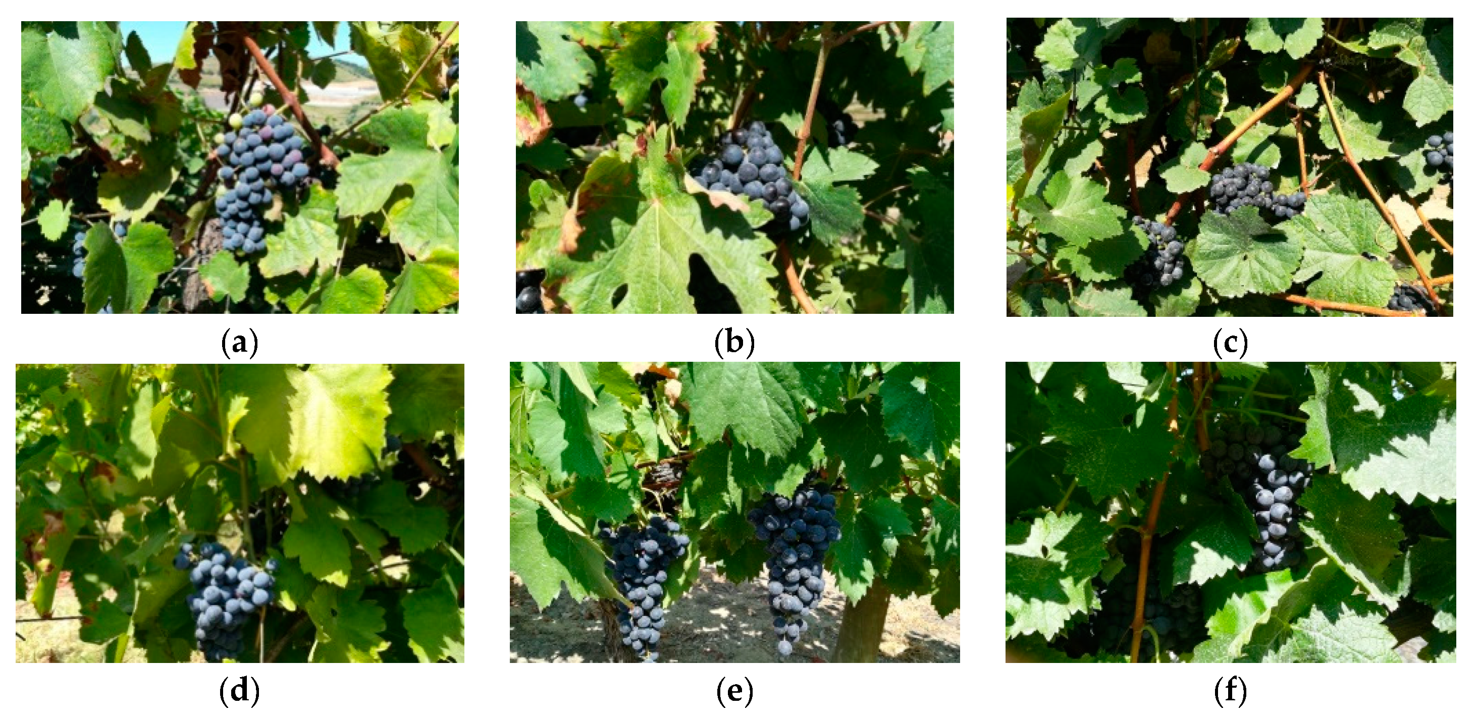 Sensors 19 04850 g003