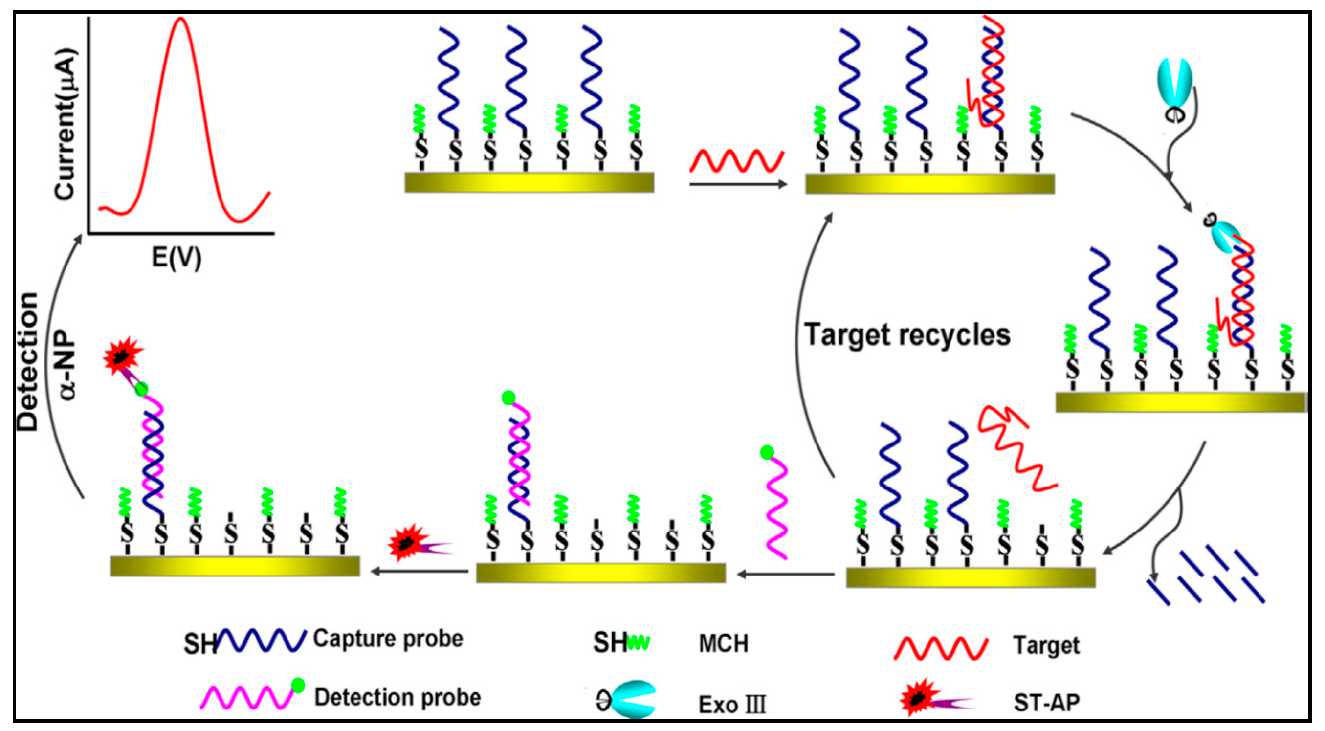 Sensors Free FullText Review of Electrochemical DNA Biosensors for