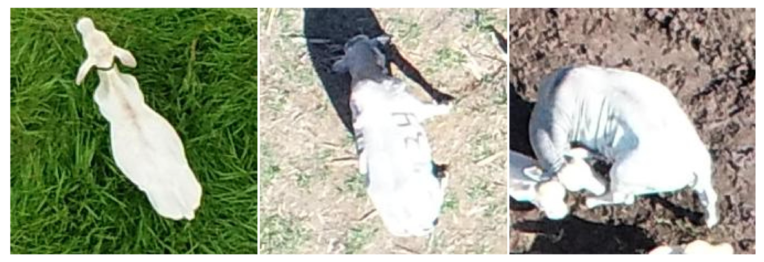 Sensors 19 05436 g003