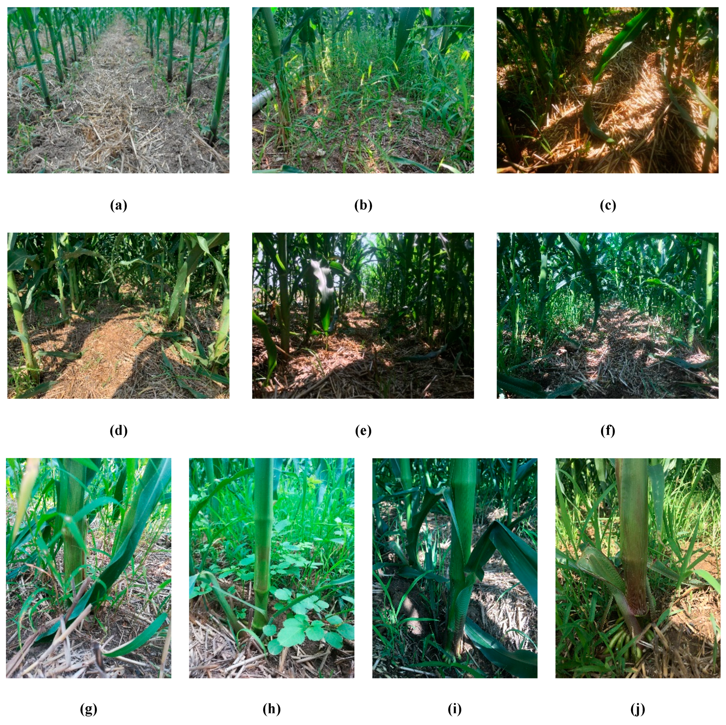 Sensors 20 00797 g003 Sensors 20 00797 g003