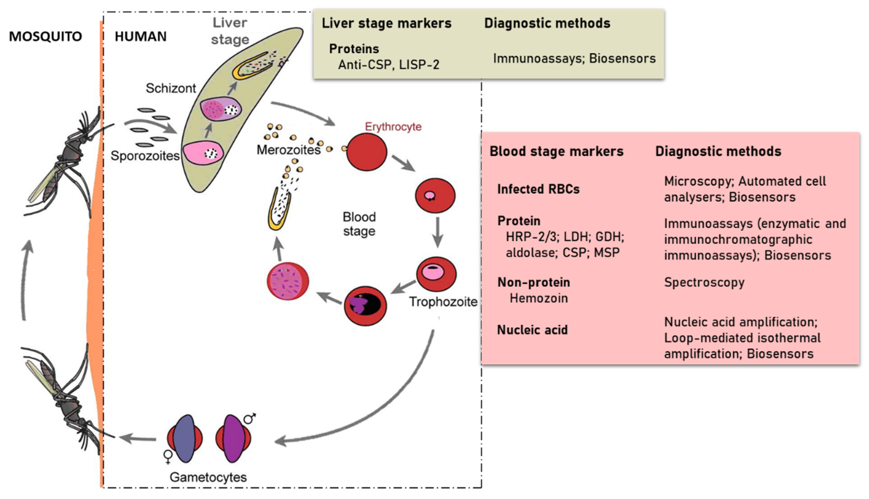 Sensors Free FullText Recent Advances in the Development of