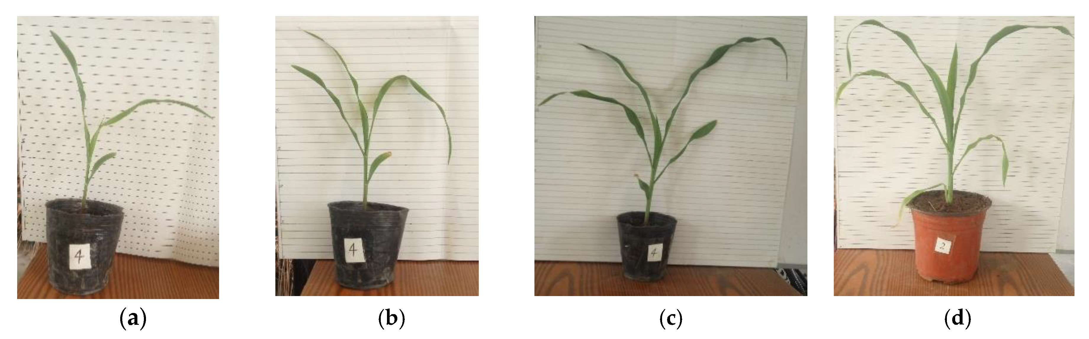 Sensors 20 00818 g003